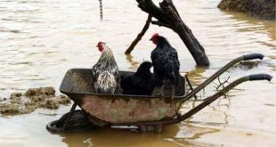 صورة بدون تعليق : فيضانات المغرب