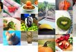 Légumes