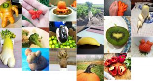 Légumes : Top 15 des meilleures légumes au monde